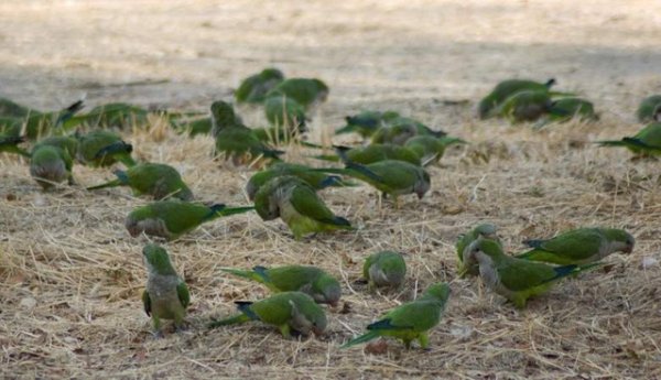 Столицу Испании заполонили попугаи-вредители