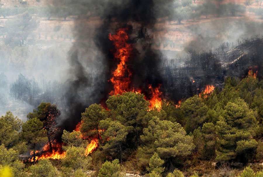 Три человека погибли в Италии из-за лесных пожаров