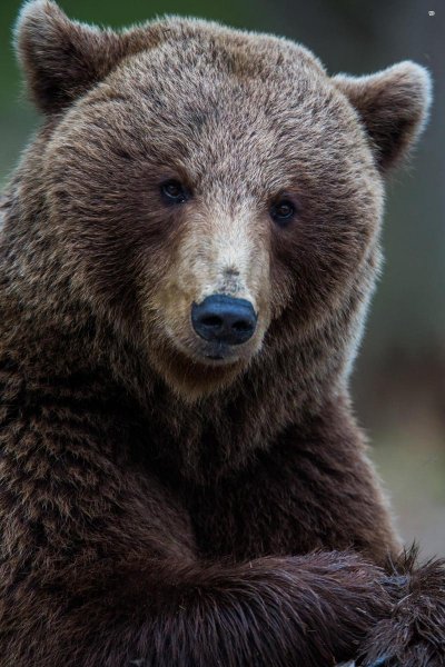 В Швеции сотрудник зоопарка погиб вследствие нападения медведя