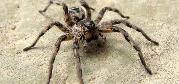 На жительницу Воронежской области напали огромные пауки