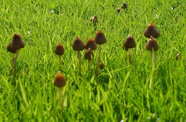Химическое вещество галлюциногенных грибов может отпугивать насекомых