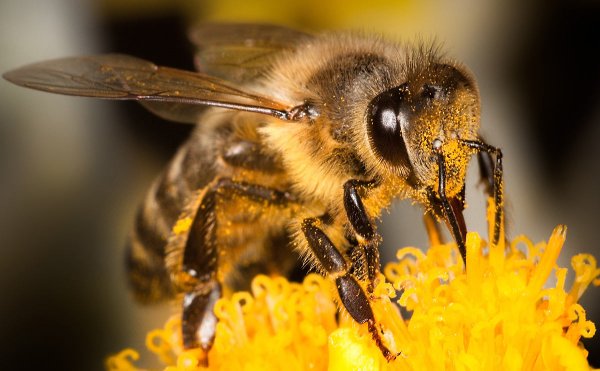 Ученые рассказали, может ли пчела ужалить другую пчелу