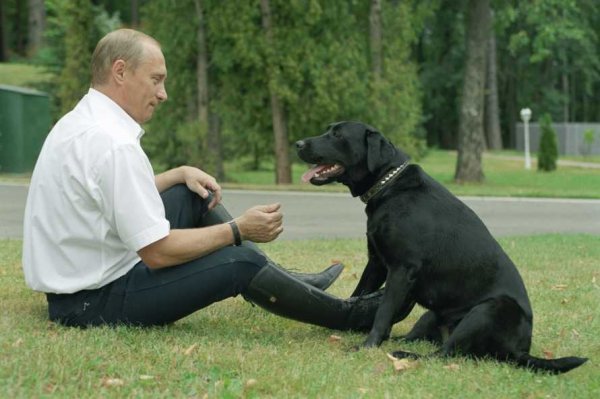 Максим Галкин показал, как выгуливает собаку Владимира Путина