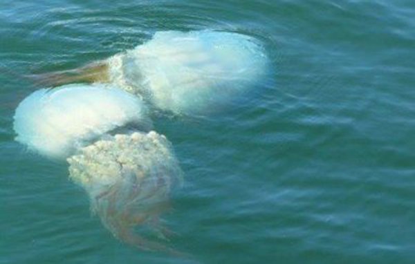 Во Владивостоке гигантская голубая медуза испугала туристов