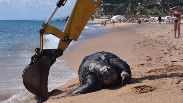 На берегу в Испании найдена гигатская 700-килограммовая черепаха