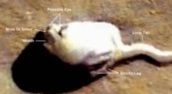 Уфологи обнаружили на Марсе 6-метрового кота: 20 лет тому назад этот мутант был зафиксирован затонувшей станцией в космосе