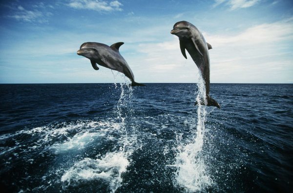 Пенисы умерших дельфинов ученые надувают для исследования секса