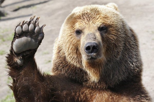 На Камчатке медведь посетил местный рынок