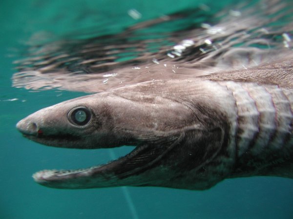 В Португалии выловили доисторическую акулу-монстра