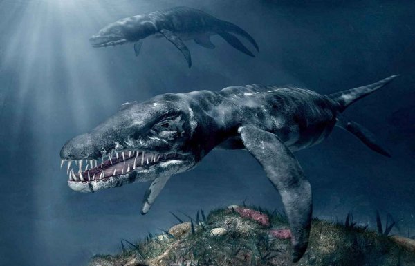 В Португалии поймали древнюю акулу-мутанта: Как доисторические животные смогли дожить до наших дней?
