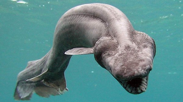 В Португалии поймали древнюю акулу-мутанта: Как доисторические животные смогли дожить до наших дней?