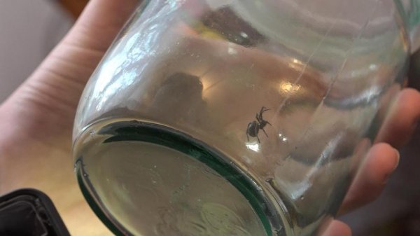 Жительница Химок нашла ядовитого паука в упаковке винограда
