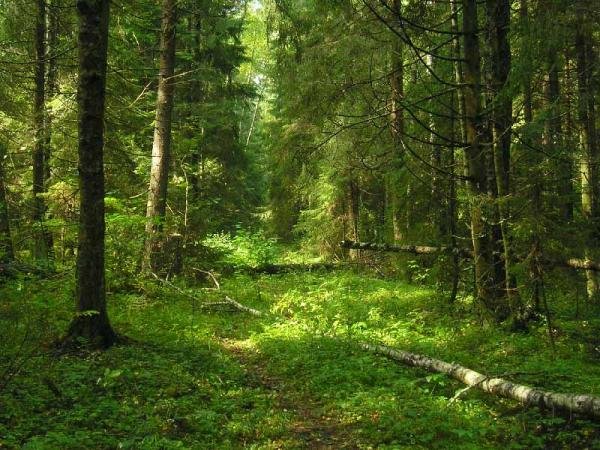 Наро-Фоминский район озеленится благодаря «РТ-Инвест»