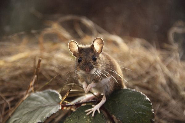 Учёные: мыши общаются с противоположным полом на повышенных тонах