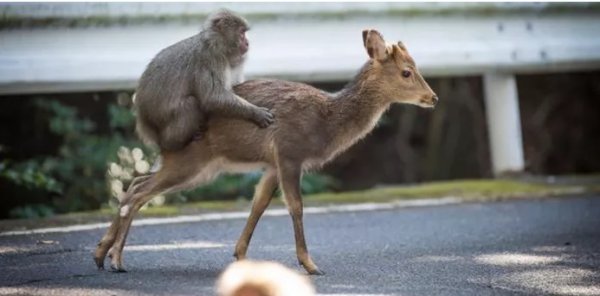 Японские учёные: Макаки стали массово заниматься сексом с пятнистыми оленями