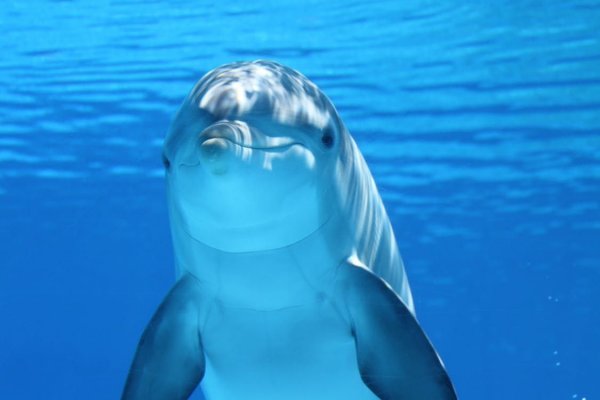 Дельфины глохнут из-за секс-оргий рыб
