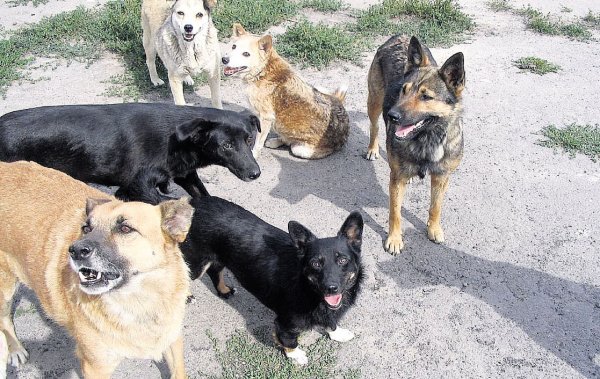 В Прикамье школьницу искусала стая собак