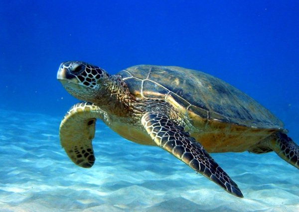 Моряки спасли тихоокеанскую черепаху из кокаинового плена