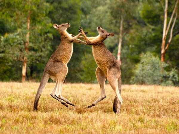 В Австралии мужчина помирил дерущихся кенгуру