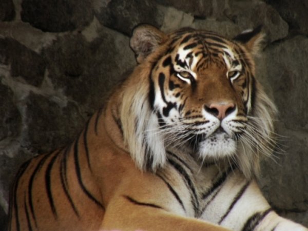 Китаянка хочет отсудить у сафари-парка компенсацию за съеденную тигром мать