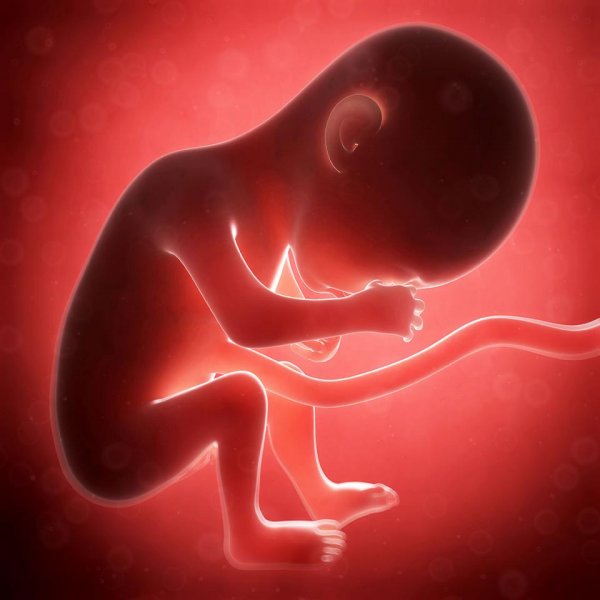 ФБР нашло у торговца органами законсервированные человеческие эмбрионы