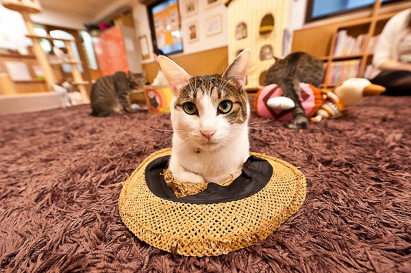 Киски после рабочего дня: Жители Японии снимают стресс в кошачьем кафе