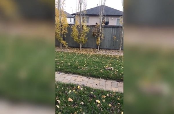Канадский мужчина решил вернуть соседке листья, которые упали с ее дерева