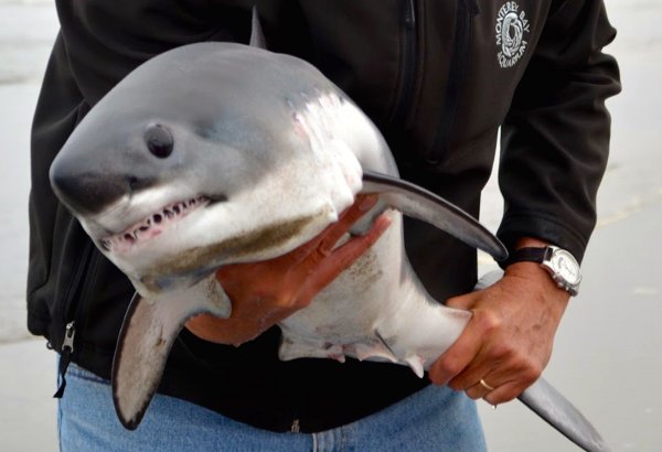 Мужчина чуть не остался без руки при попытке спасти акулу