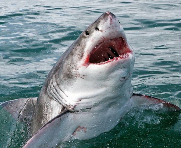 На побережье США обнаружили двух замерзших акул