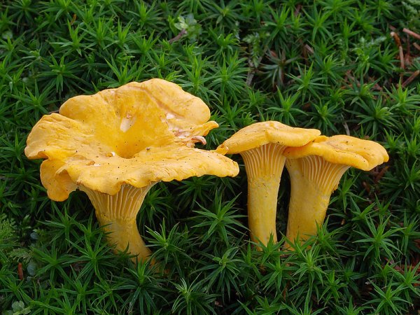 В Брянском лесу среди зимы выросли грибы-лисички