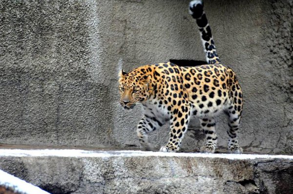 Прокуратура проверит зоопарк в Приморье, где на ребёнка напал леопард