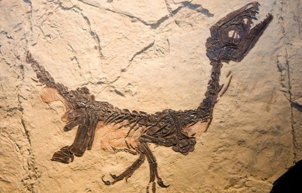 В Китае нашлись потерянные скелеты динозавров возрастом 125 млн лет