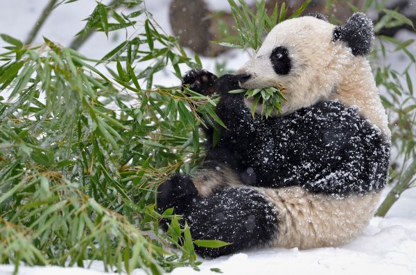 В Торонто панды из местного зоопарка напали на снеговика и разрушили его