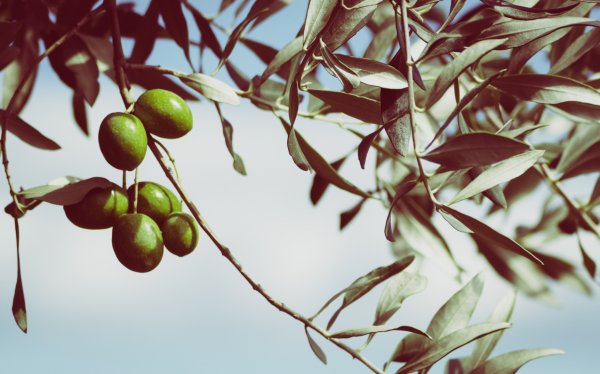 В Италии найдено оливковое дерево возрастом четыре тысячи лет