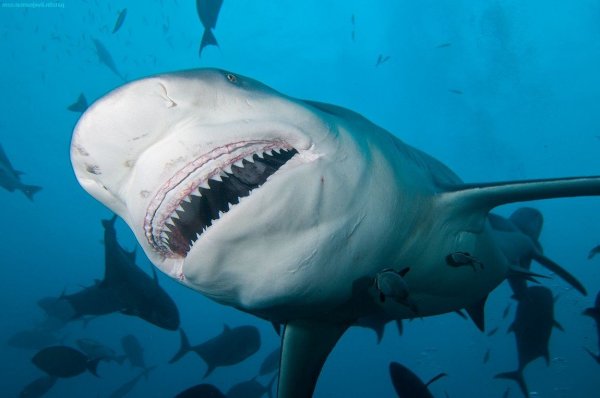 Австралийские рыбаки на гидроцикле накормили 15 акул