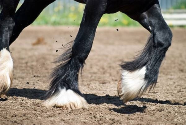 Ученые выяснили, сколько в действительности пальцев у лошадей