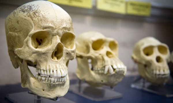 Поразительная улыбка: Ученые нашли редкий череп с идеальными зубами