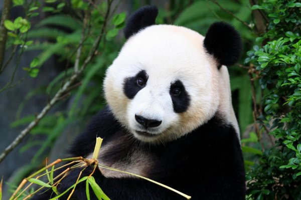 Вегетарианская пища помогла пандам лучше чувствовать горький вкус