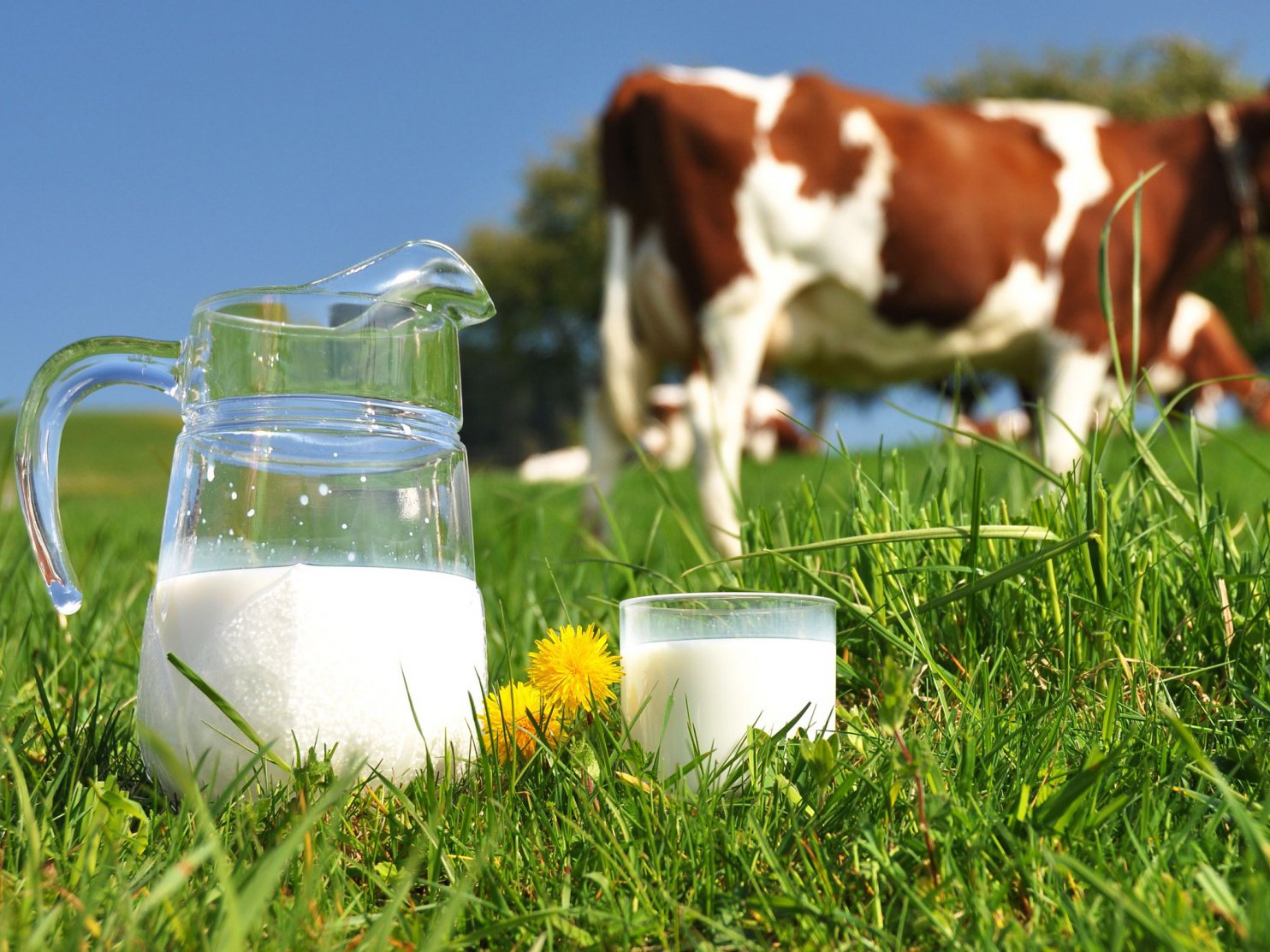 Россельхознадзор передумал отказ от молочной продукции из Белоруссии отложили до 6 марта