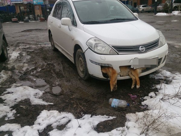 В Таганроге мужчина сбил собаку и ездил с трупом на бампере несколько дней