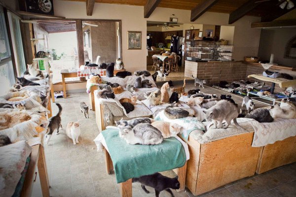 Пенсионер в США приютил в своем доме три сотни кошек