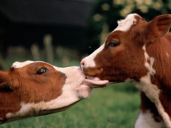 Ученые предложили делить коров на оптимистов и пессимистов