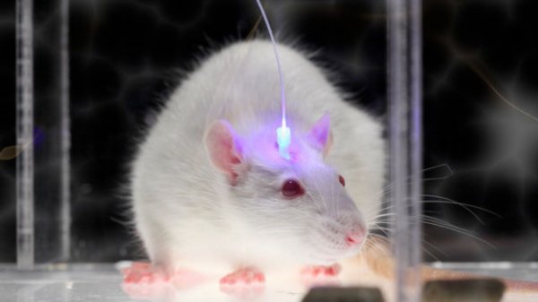 Ученые при помощи наночастиц в мозге заставили мышей бояться
