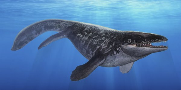 В Цимлянском водохранилище под Ростовом найден скелет древнего кита