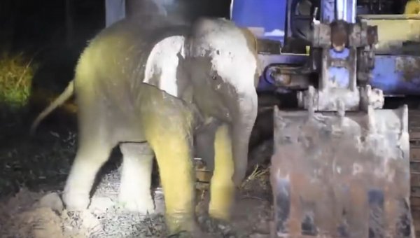 В Таиланде жители спасли слоненка, который провалился в колодец