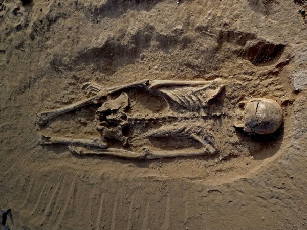 Необычный факт: Люди каменного века относились к инвалидам с уважением