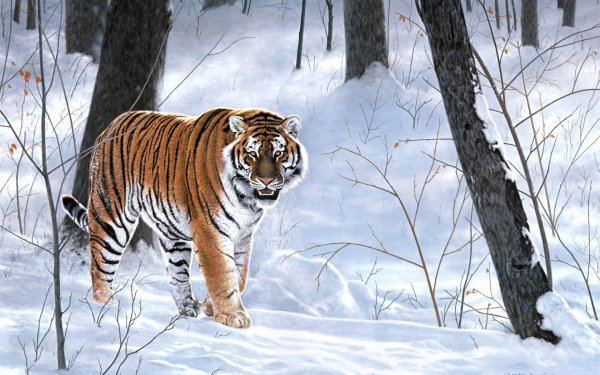 Тучные сибирские тигры не боятся тридцатиградусных морозов в китайском зоопарке