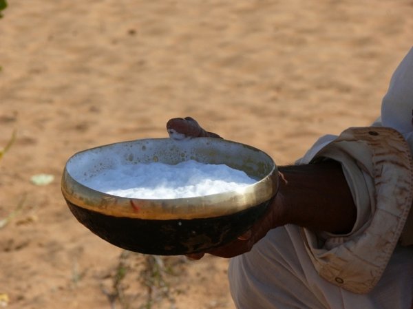 В Дубае создали детское питание на основе верблюжьего молока