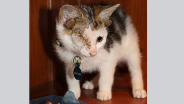 В Австралии спасли котенка с одним глазом и четырьмя ушками