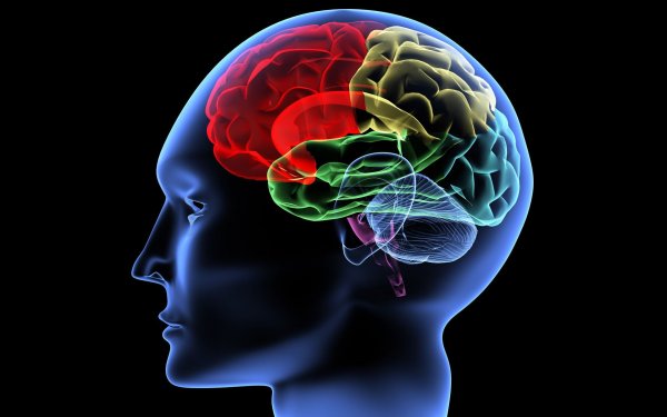 Еда для мозга: Как пища влияет на умственные способности человека?